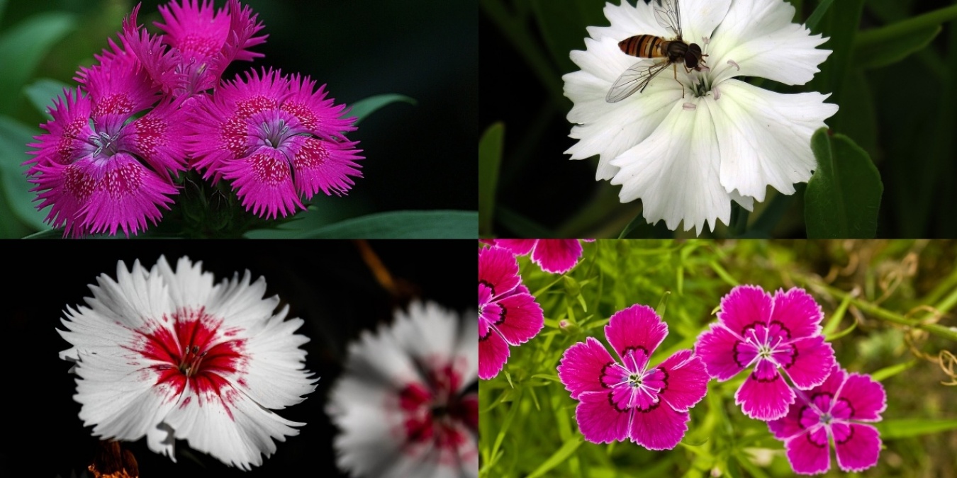 ピンクの語源説の１つ - ナデシコの花弁にあるピンキングはさみ(pinking shears)でカットしたようなギザギザ