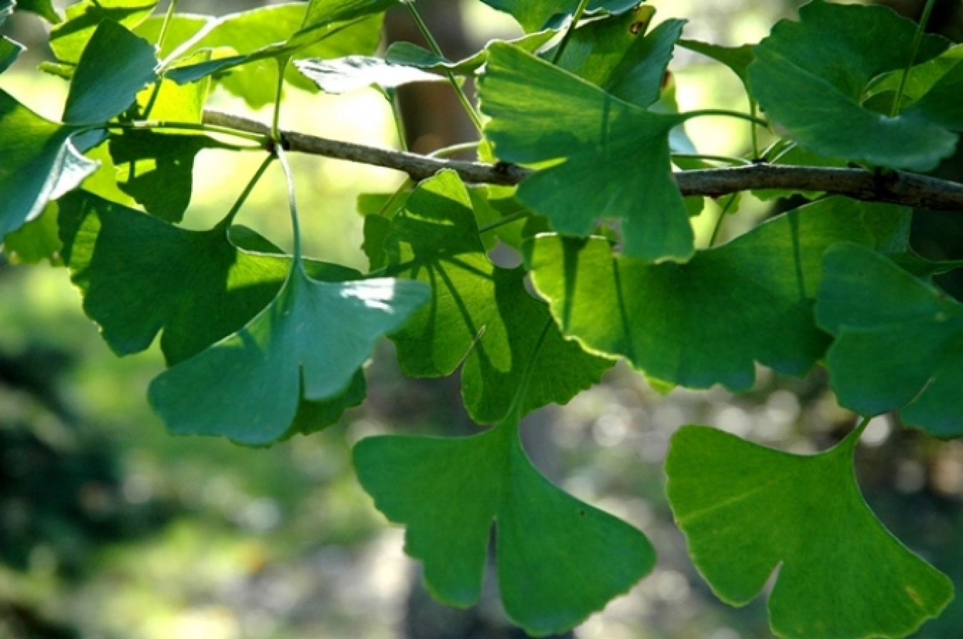 日本でも見覚えのあるこの植物は、いったいエナジードリンクとどんな関係が……！？