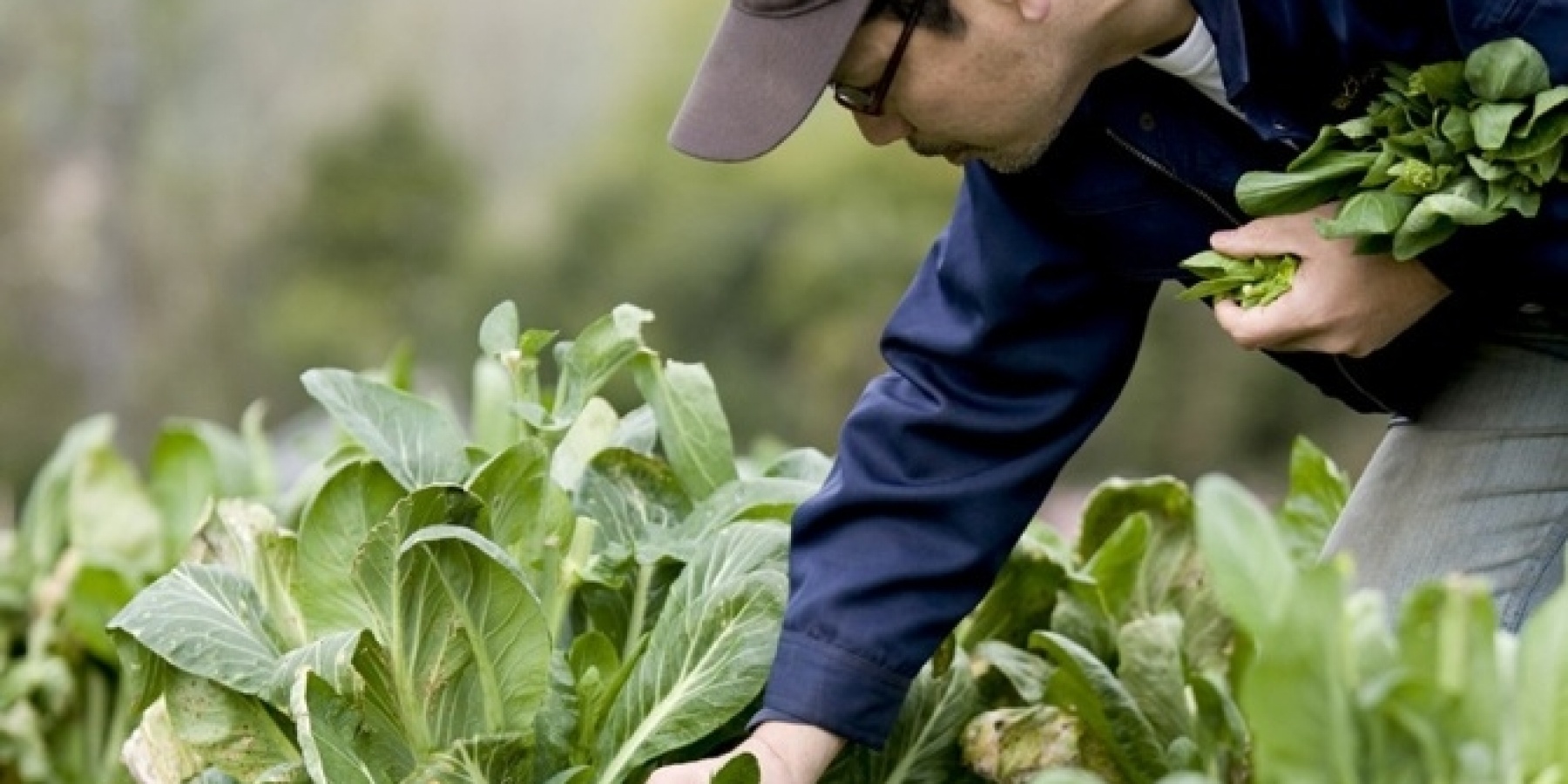 グランメゾン元給仕長が作る
富士山麓の有機野菜を求めて。
＜後編＞