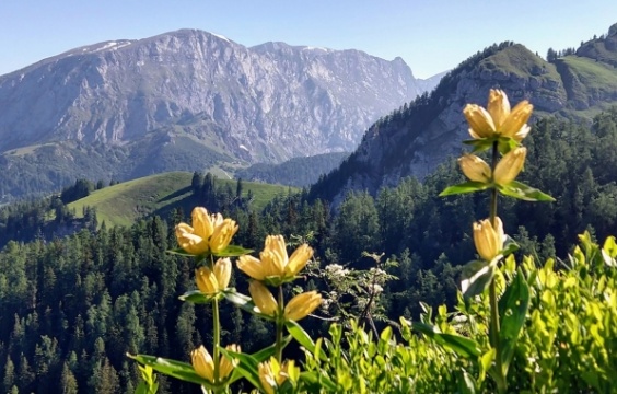 至高の「エンツィアン」を求めて
ドイツ・アルプスの山奥「グラッスル蒸留所」へ。
